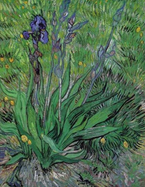 Los iris II – Van Gogh Vincent Van Gogh Master Apollon