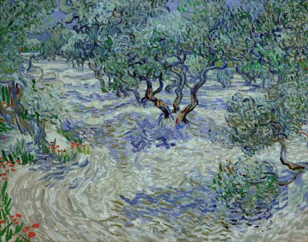 Olivenhain – Van Gogh Vincent Van Gogh Master Apollon