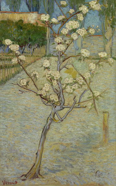 Pajarito en flor – Van Gogh Vincent Van Gogh Master Apollon